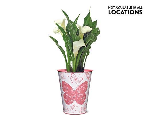 Calla Lily in Can Assorted Colors
