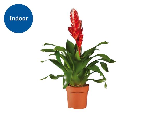 Bromelia