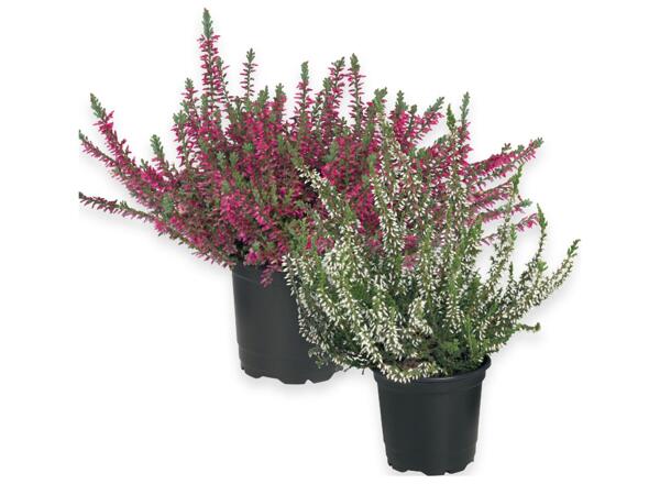 Calluna Vulgaris
