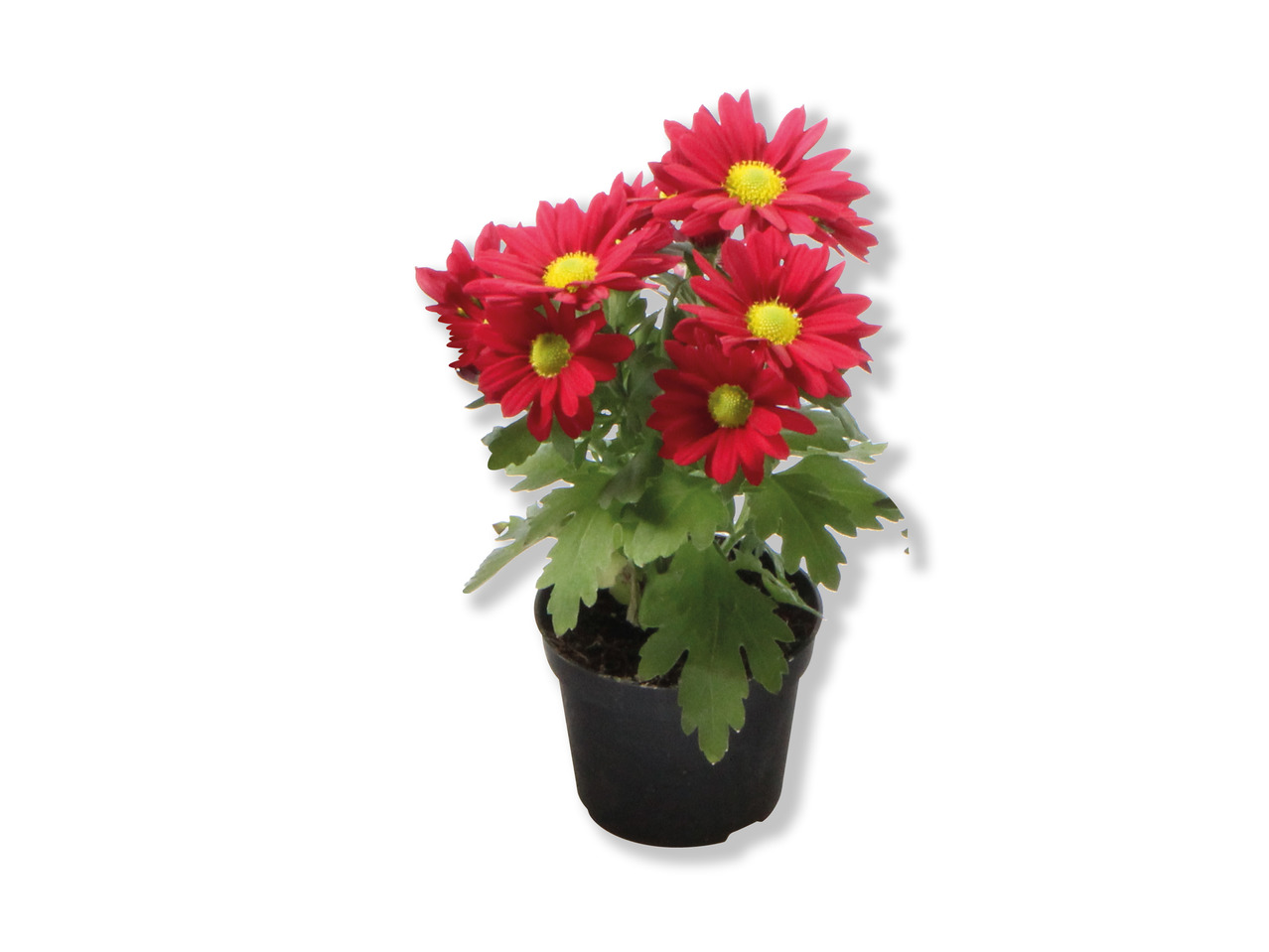 Minichrysanthemum