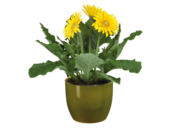 Easter Flowering Plant