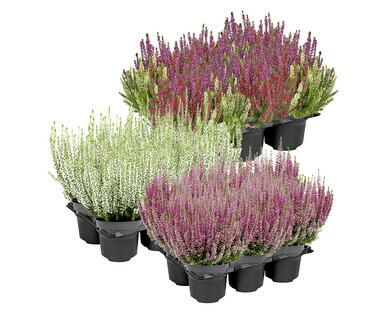 CALLUNA "BEAUTY LADIES"