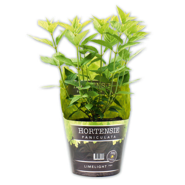 Rispenhortensie