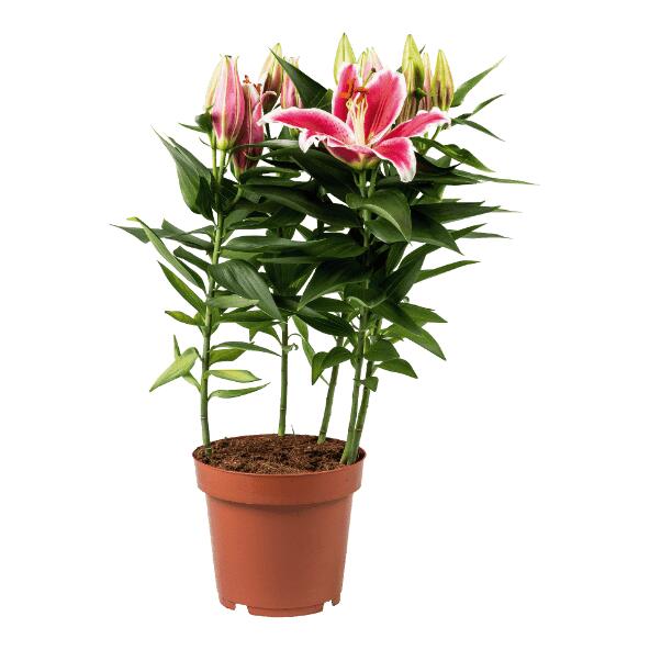 GARDENLINE(R) Lys oriental