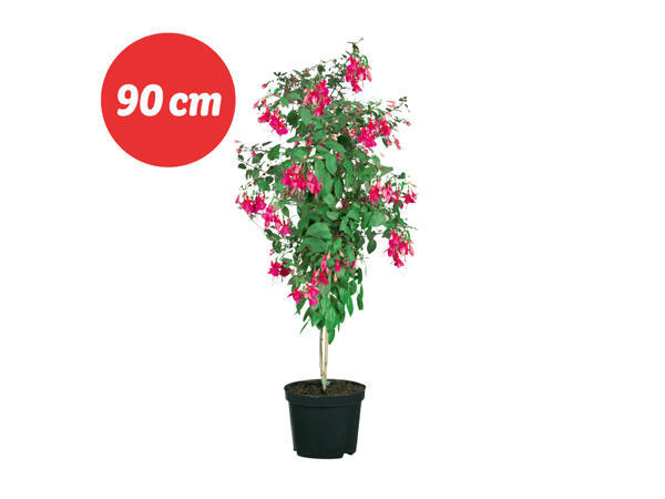 Fuchsia på stam