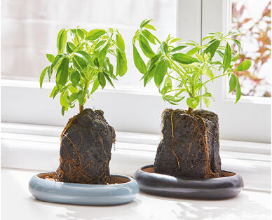 Indoor Desk Plant