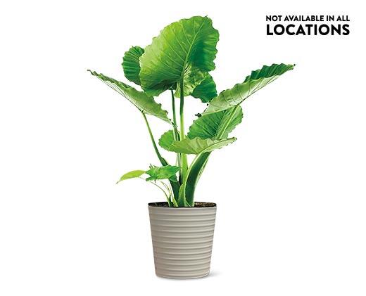 10" Foliage Assorted Varieties