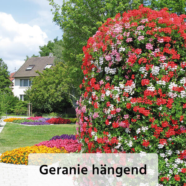 Geranien / Fuchsien