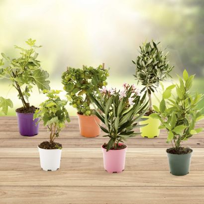 Mediterraner Baum