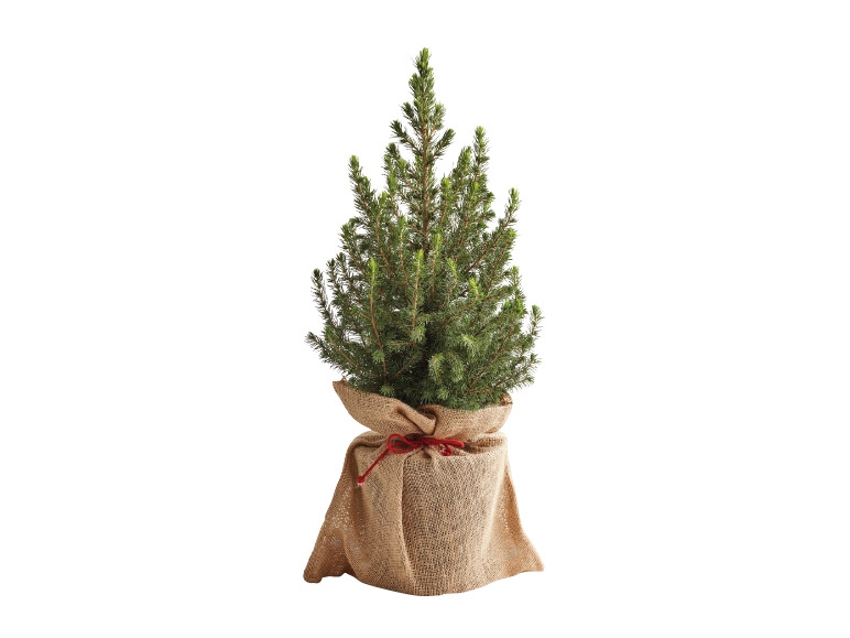 Christmas Tree - Available from 11th December