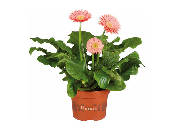 Potted Gerbera