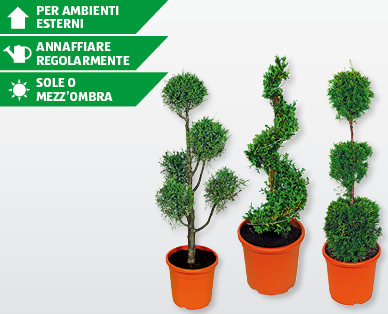 Pianta ornamentale