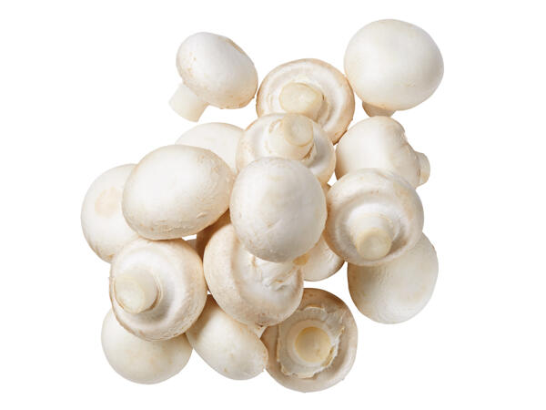 Champignons weiß