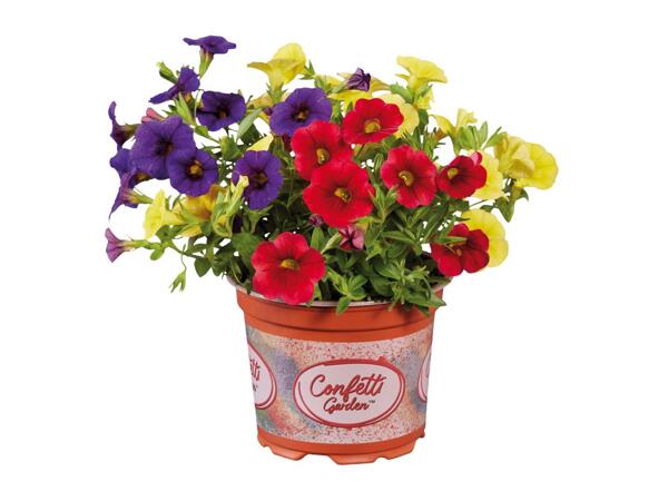 Confetti Garden Plants