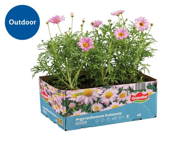 Bedding Plants