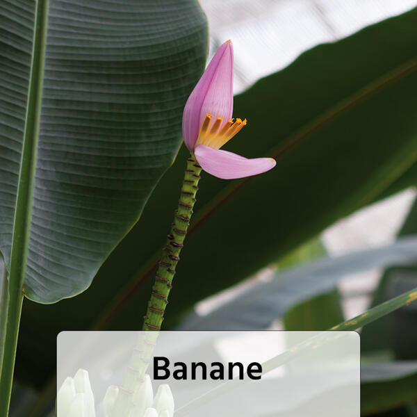 Exotische Früchte