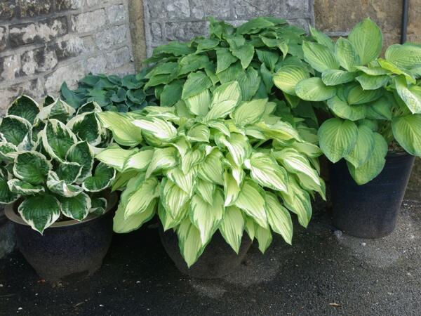 Hosta