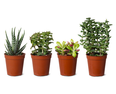 Mini Succulent