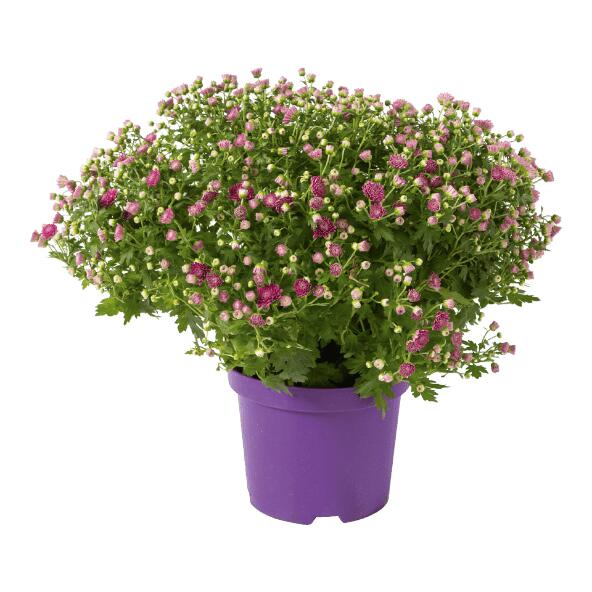 Chrysantheme