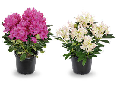 GARDENLINE Rhododendron Busch