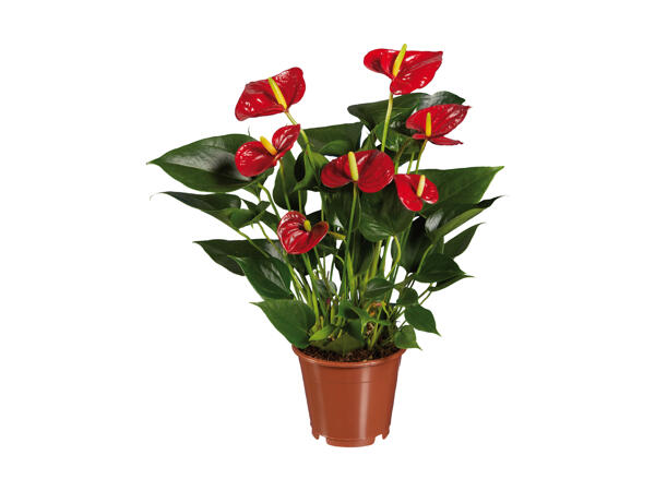 Flamingoblomst