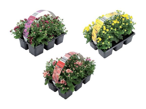 Krysantemum