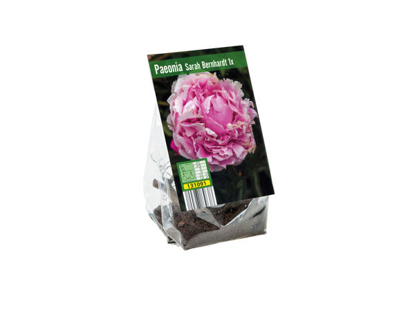 Peony Bulbs