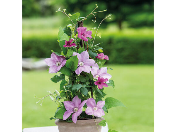 Clematis