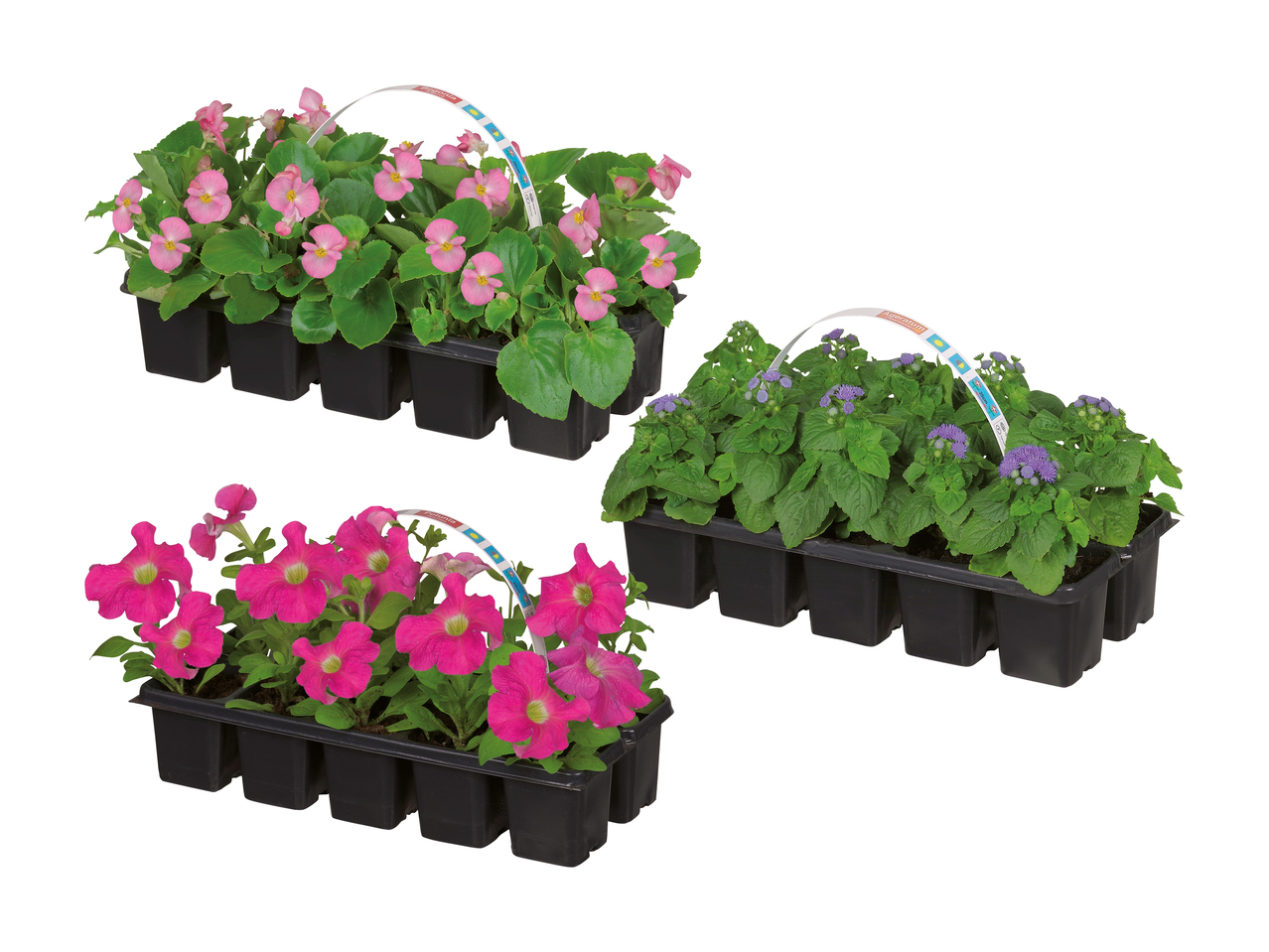 Mélange de plantes de parterre