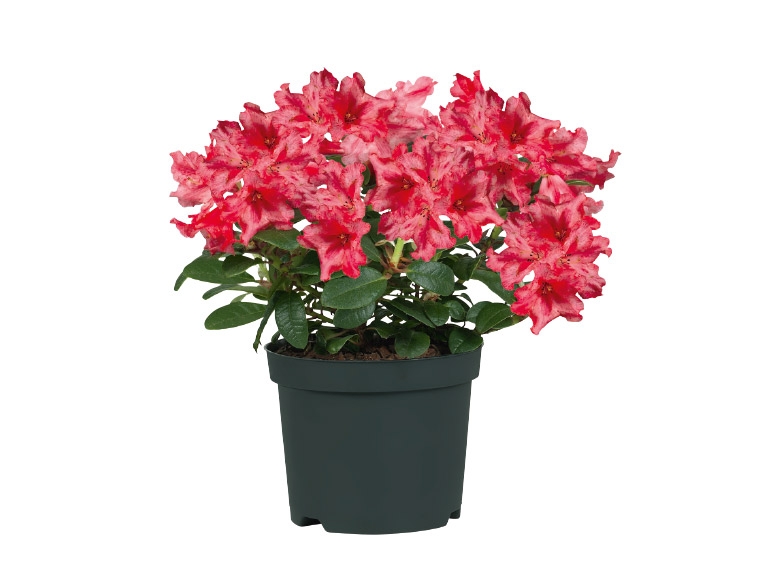 Rhododendron