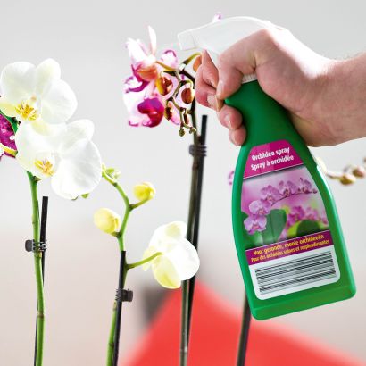 Spray orchidées