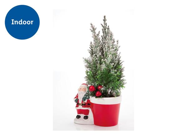Santa with Conifer