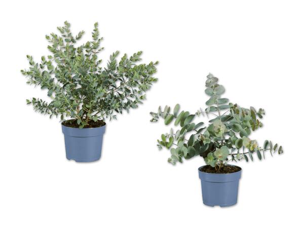 Eucalyptus