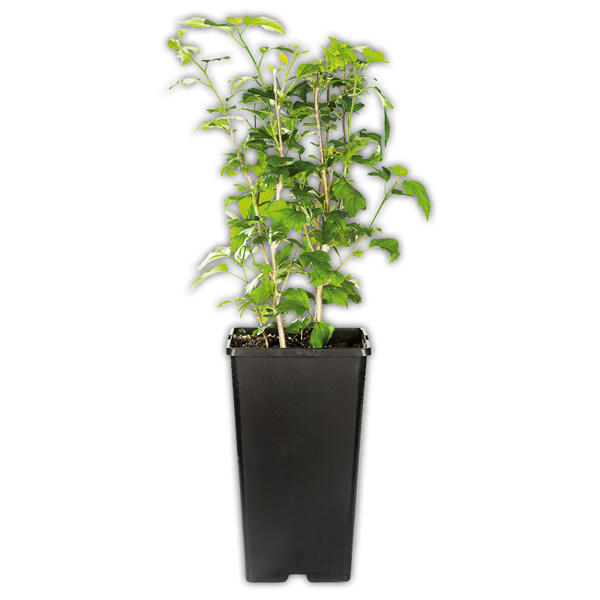 Gartenhibiskus
