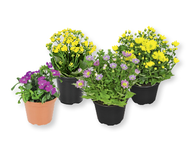 Saisonflor Frühlingserwachen