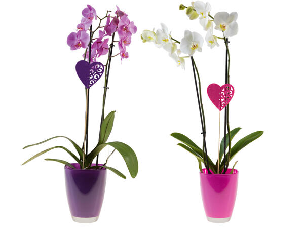 Orchidee 2 Trieber in Glastopf