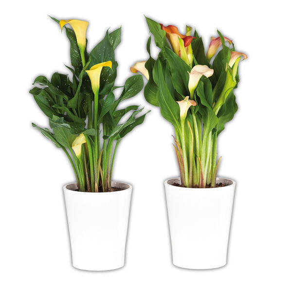 Calla "Zantedeschia"
