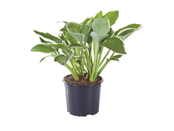 Hosta