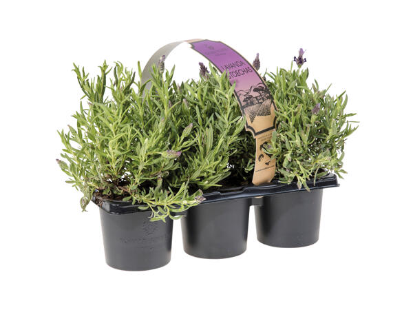 Lavender