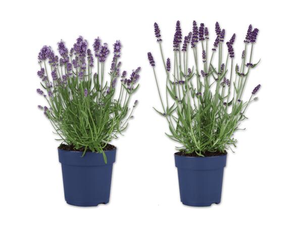 Lavendel angustifolia