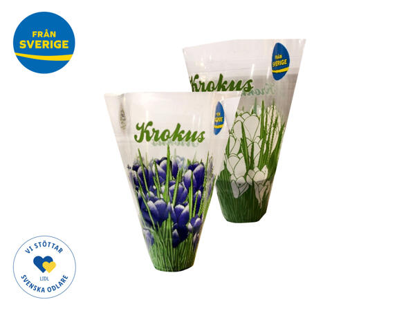 Krokus, pärlhyacint
