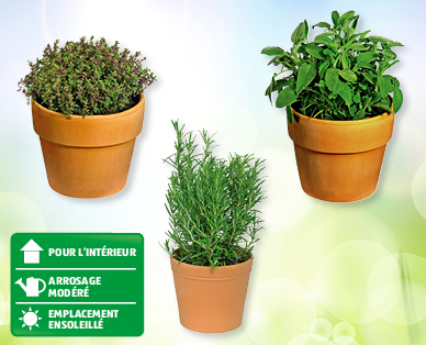 Herbes aromatiques dans un pot de terre cuite