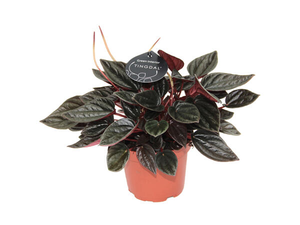 Peperomia