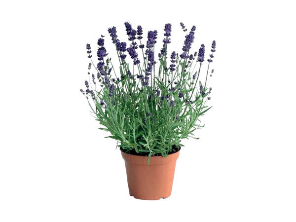 Lavendel Hidcote Blue