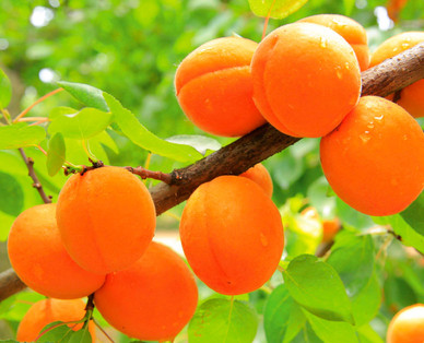 Spalier-/ Säulenobstbaum