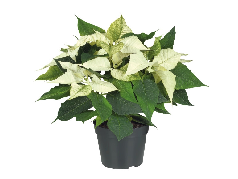 Assorted Poinsettia - Available from 10th December