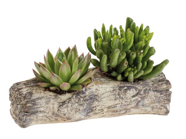Succulent