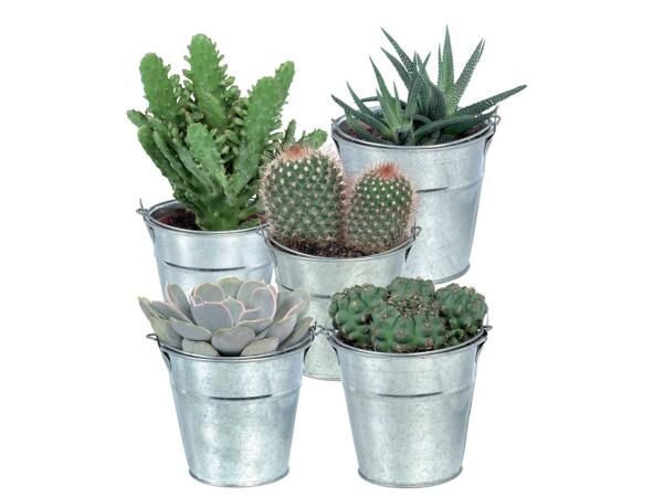 Cactus or Succulent
