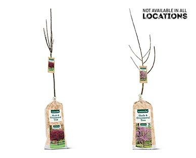 Gardenline 
 Shade or Ornamental Tree Assorted Varieties