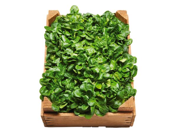 Machésallad
